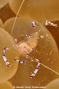 Shrimp on lookout by Henrik Gram Rasmussen 